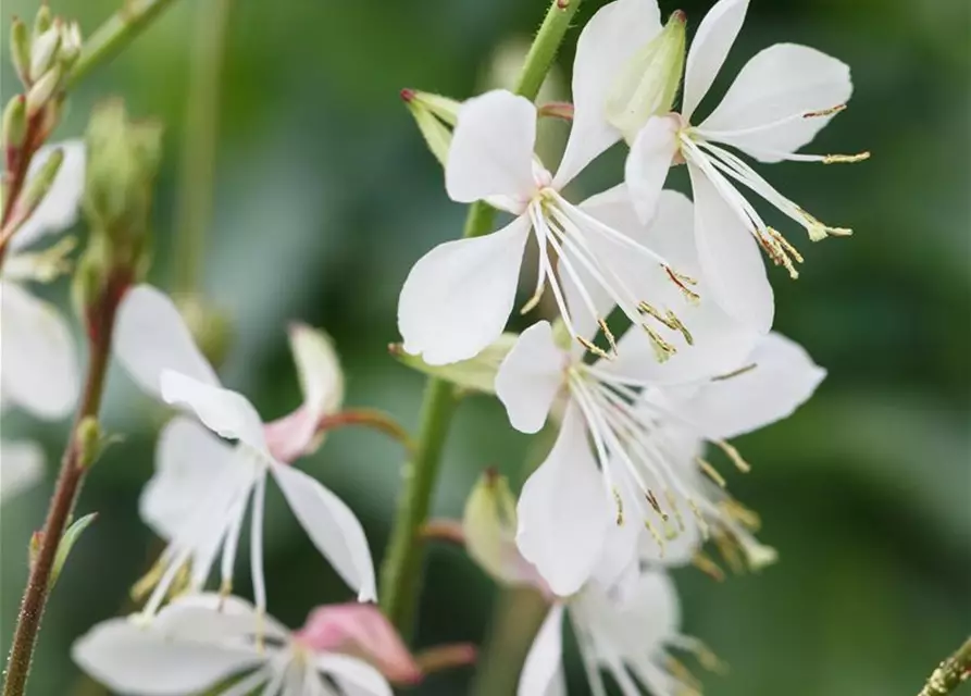 Gaura lindheimerii, weiß