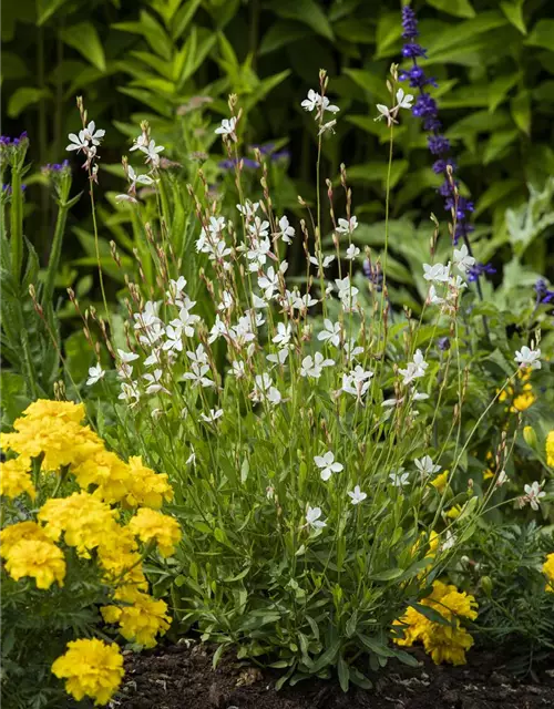 Gaura lindheimerii, weiß