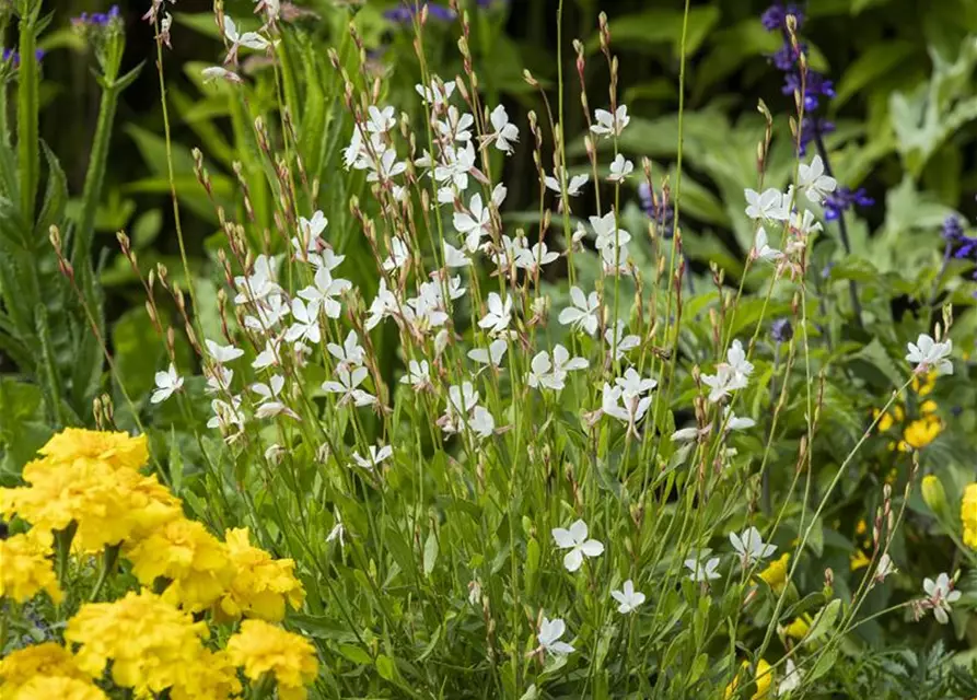 Gaura lindheimerii, weiß