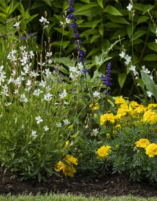 Gaura lindheimerii, weiß