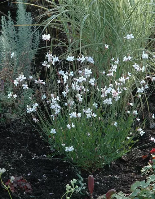 Gaura lindheimerii, weiß