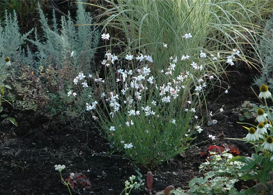 Gaura lindheimerii, weiß