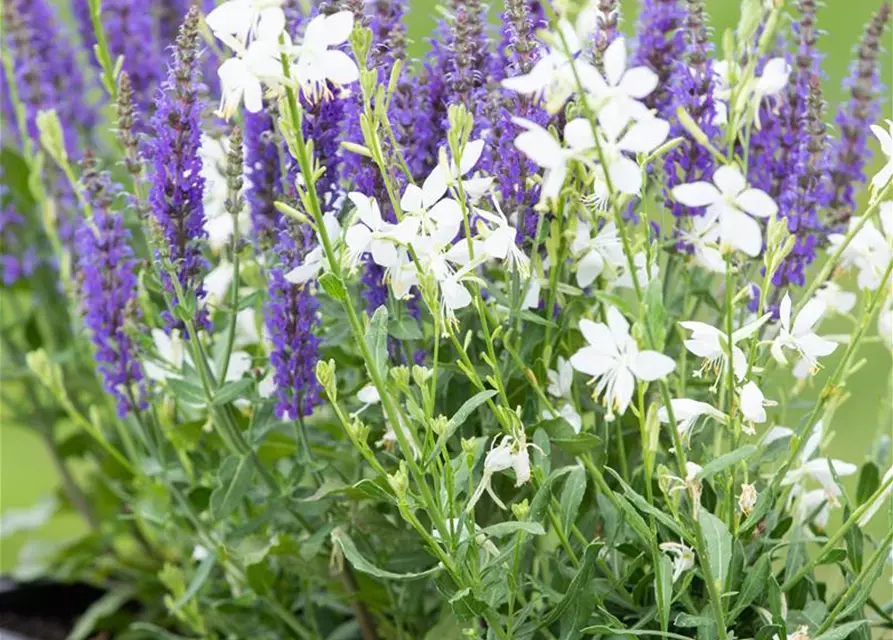 Gaura lindheimerii, weiß