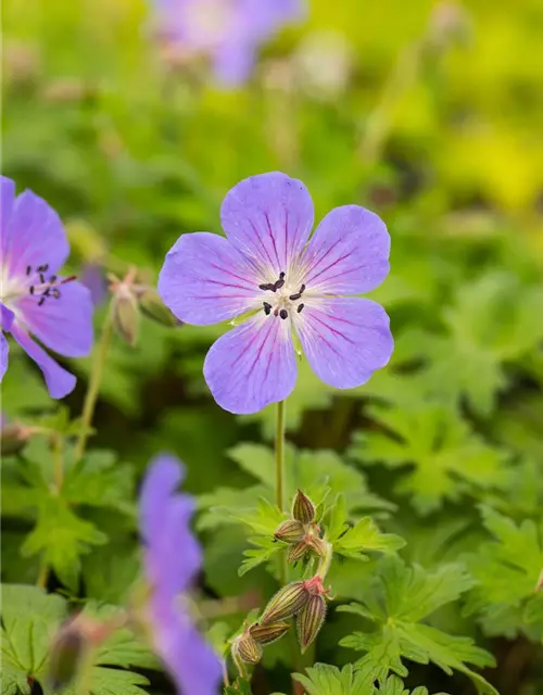 Geranium himalayense 'Baby Blue'