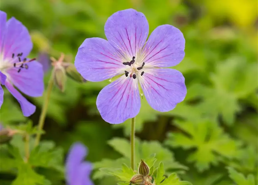 Geranium himalayense 'Baby Blue'