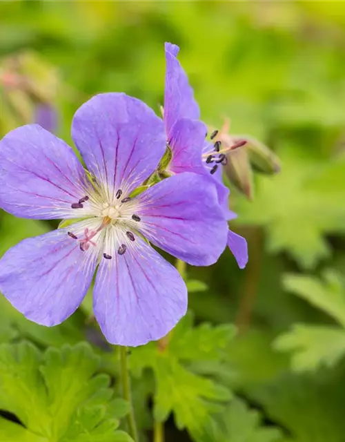 Geranium himalayense 'Baby Blue'