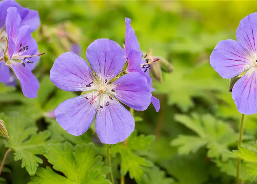 Geranium himalayense 'Baby Blue'