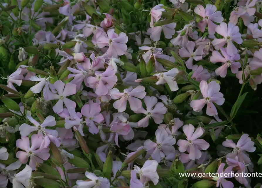 Lempergs Garten-Seifenkraut 'Max Frei'