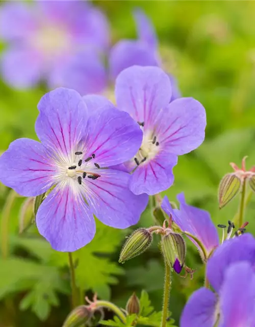 Geranium himalayense 'Baby Blue'