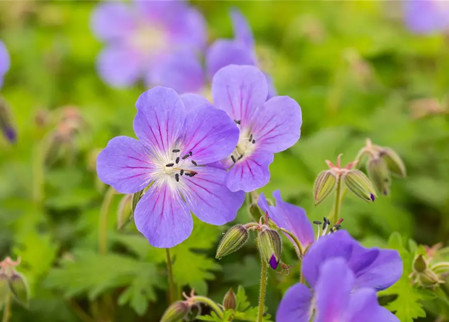 Geranium himalayense 'Baby Blue'