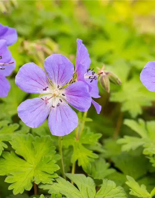 Geranium himalayense 'Baby Blue'