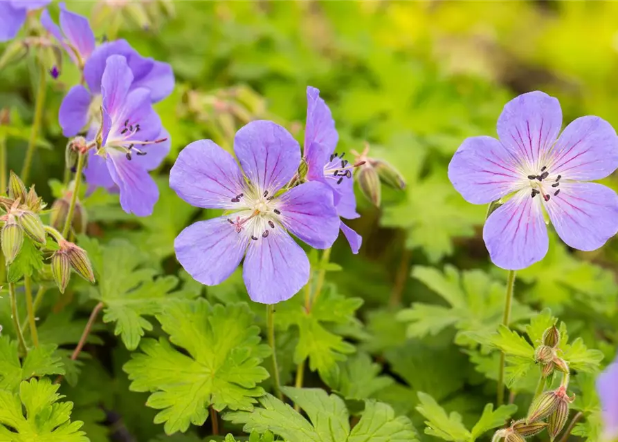 Geranium himalayense 'Baby Blue'