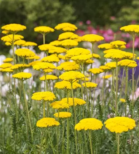 Hohe Garten-Gold-Garbe 'Cloth Of Gold'