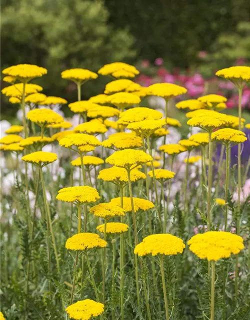 Hohe Garten-Gold-Garbe 'Cloth Of Gold'