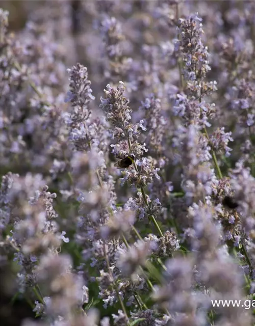 Katzenminze 'Gletschereis'