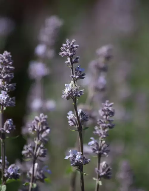 Katzenminze 'Gletschereis'