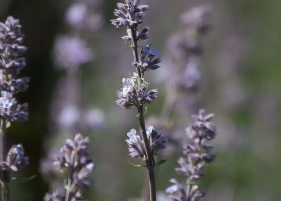 Katzenminze 'Gletschereis'