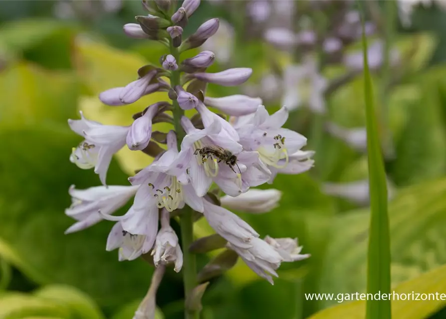 Hosta x fortunei 'Richland Gold'