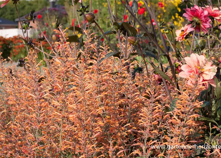 Garten-Duftnessel 'Firebird'