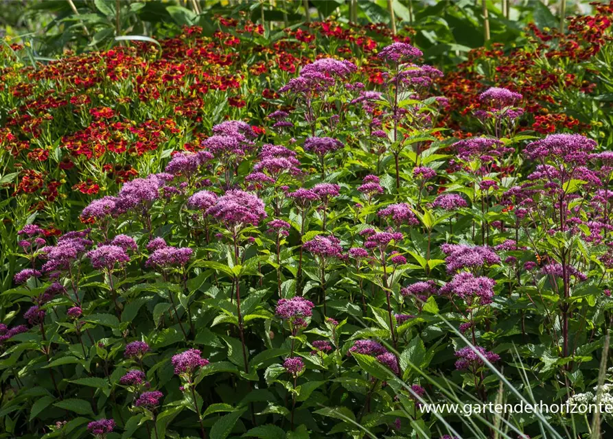 Großer Garten-Wasserdost 'Red Dwarf'