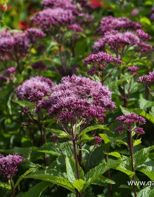 Großer Garten-Wasserdost 'Red Dwarf'