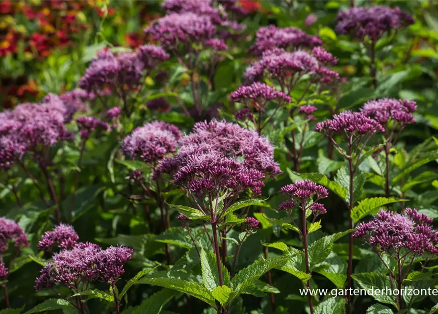 Großer Garten-Wasserdost 'Red Dwarf'