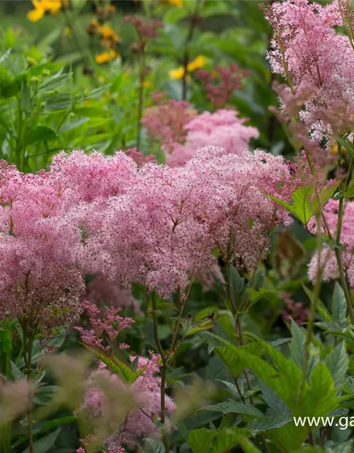 Garten-Mädesüß 'Venusta'