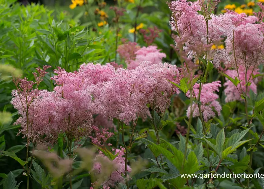 Garten-Mädesüß 'Venusta'