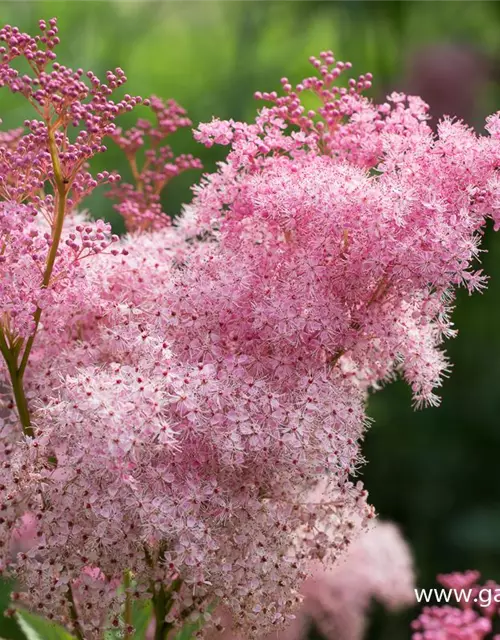 Garten-Mädesüß 'Venusta'