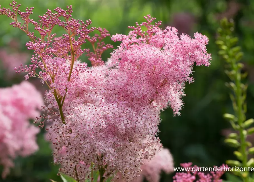 Garten-Mädesüß 'Venusta'