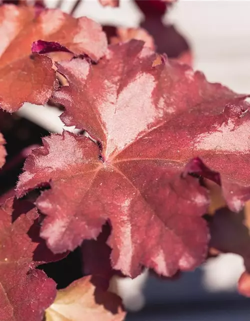 Heuchera x cult. LC 'Blondie' -R-