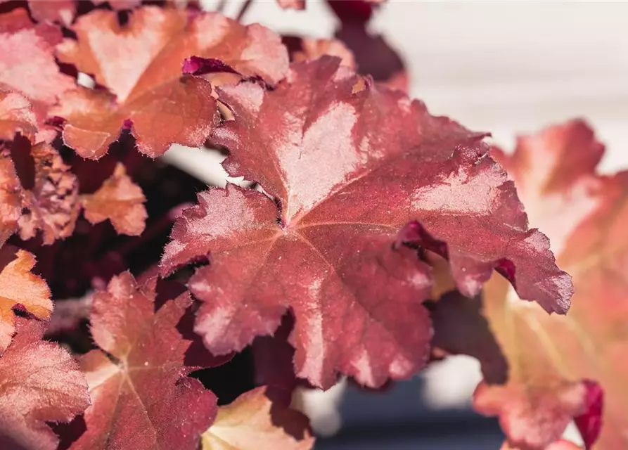 Heuchera x cult. LC 'Blondie' -R-