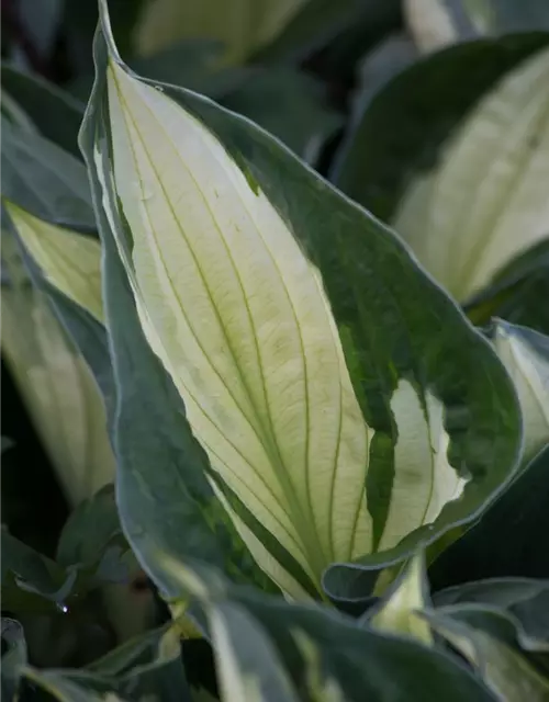 Hosta x fortunei 'Whirlwind'