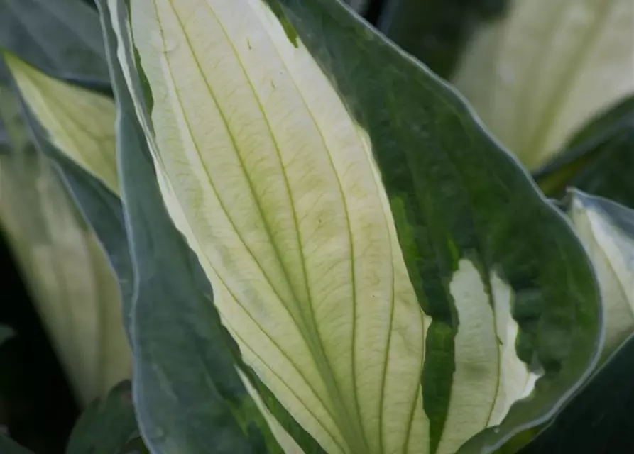 Hosta x fortunei 'Whirlwind'