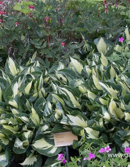 Hosta x fortunei 'Whirlwind'