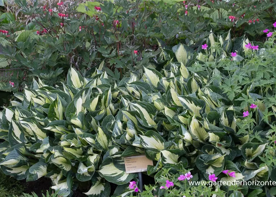 Hosta x fortunei 'Whirlwind'