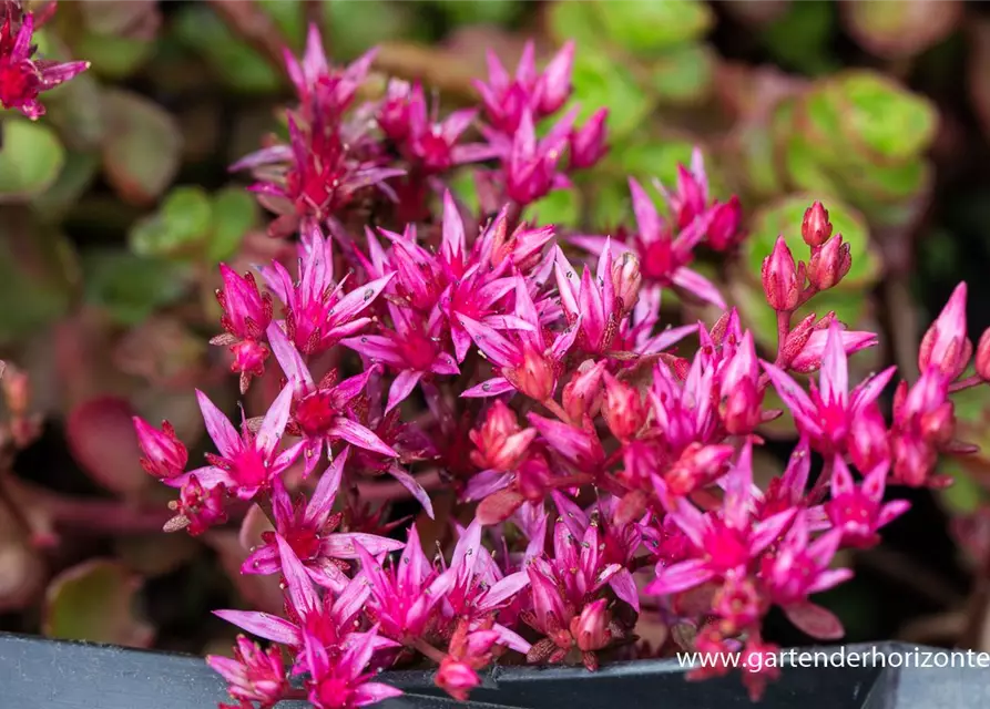 Garten-Teppich-Fettblatt 'Fuldaglut'