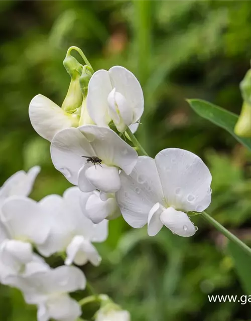 Lathyrus latifolius 'Weiße Perle'