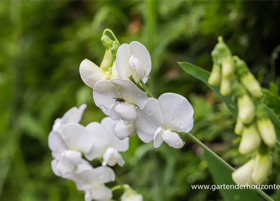 Lathyrus latifolius 'Weiße Perle'