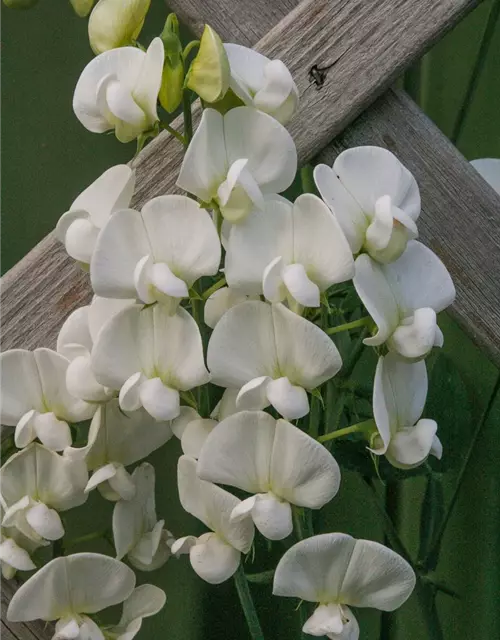 Lathyrus latifolius 'Weiße Perle'