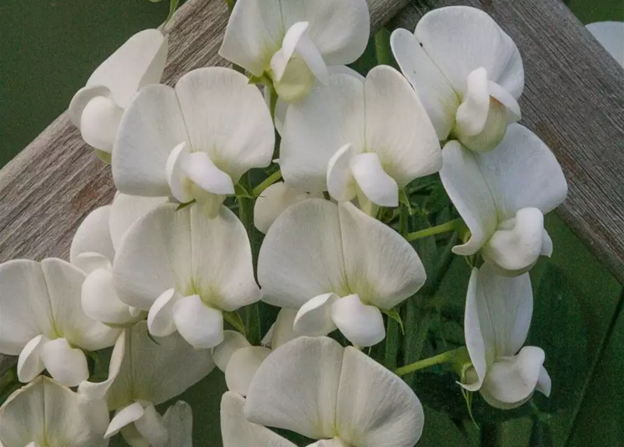 Lathyrus latifolius 'Weiße Perle'