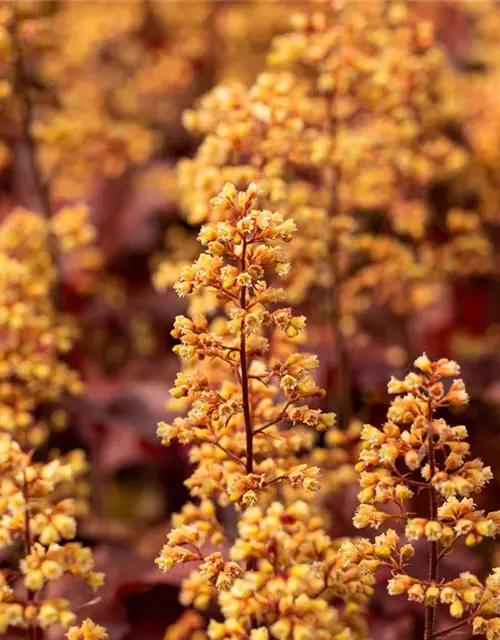 Heuchera x cult. LC 'Blondie' -R-