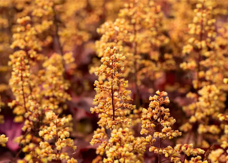 Heuchera x cult. LC 'Blondie' -R-