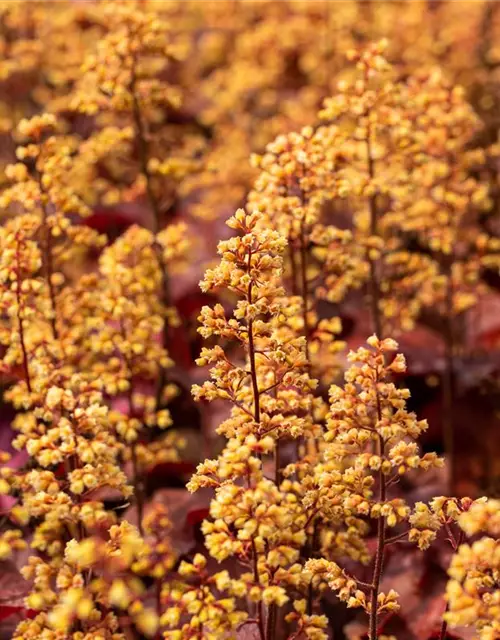 Heuchera x cult. LC 'Blondie' -R-