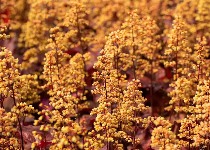 Heuchera x cult. LC 'Blondie' -R-