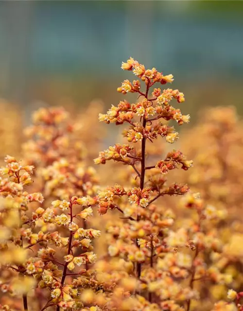 Heuchera x cult. LC 'Blondie' -R-