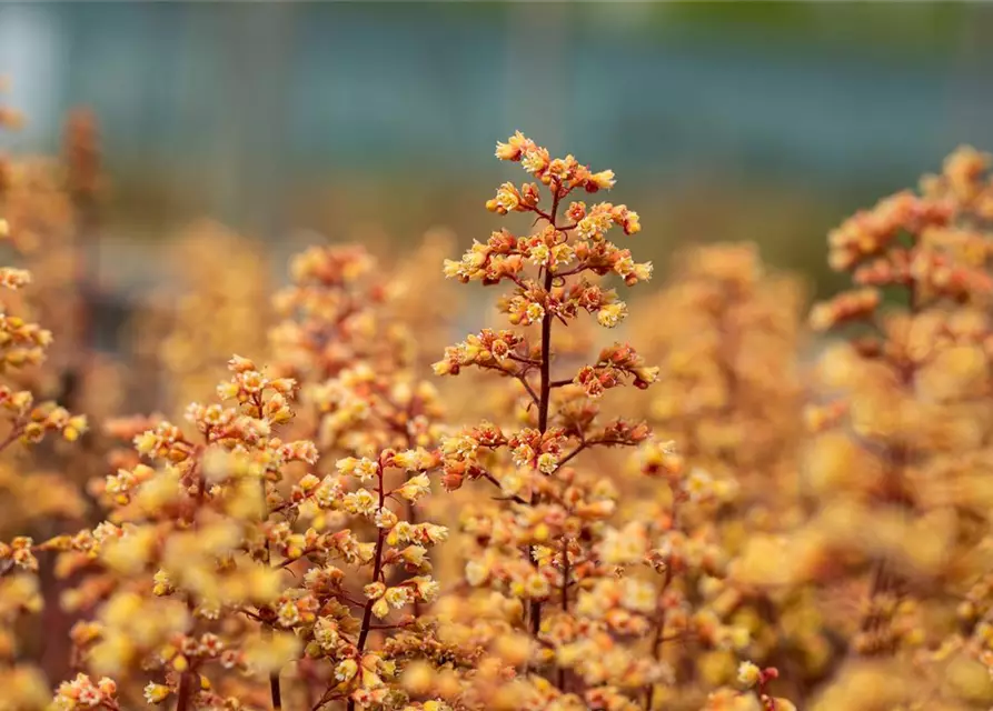 Heuchera x cult. LC 'Blondie' -R-