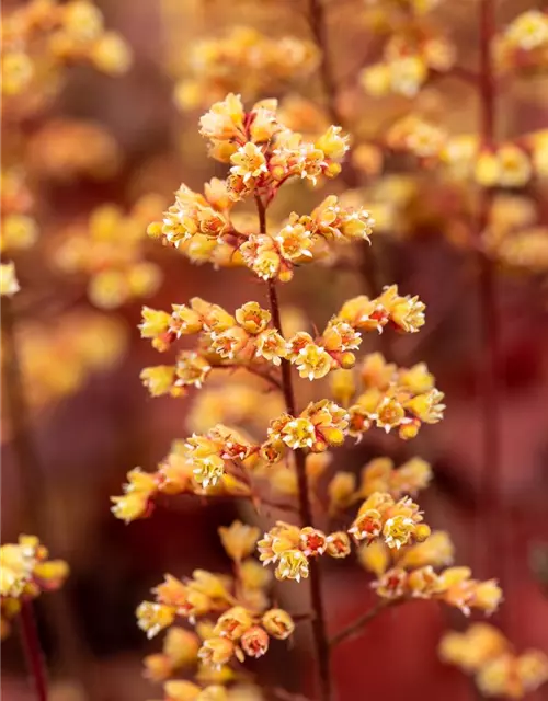 Heuchera x cult. LC 'Blondie' -R-