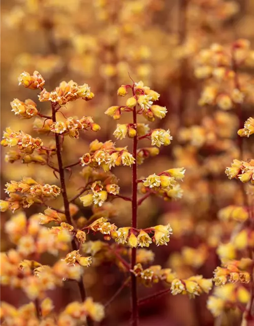 Heuchera x cult. LC 'Blondie' -R-