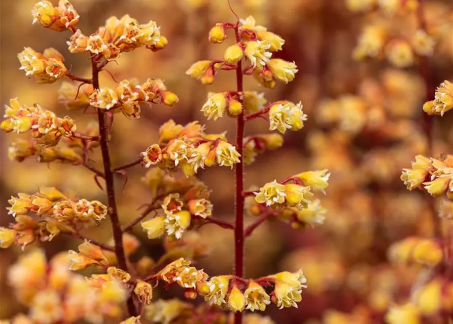 Heuchera x cult. LC 'Blondie' -R-